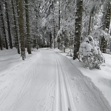 Sonnengelb Im Herzen Des Schwarzwaldes *